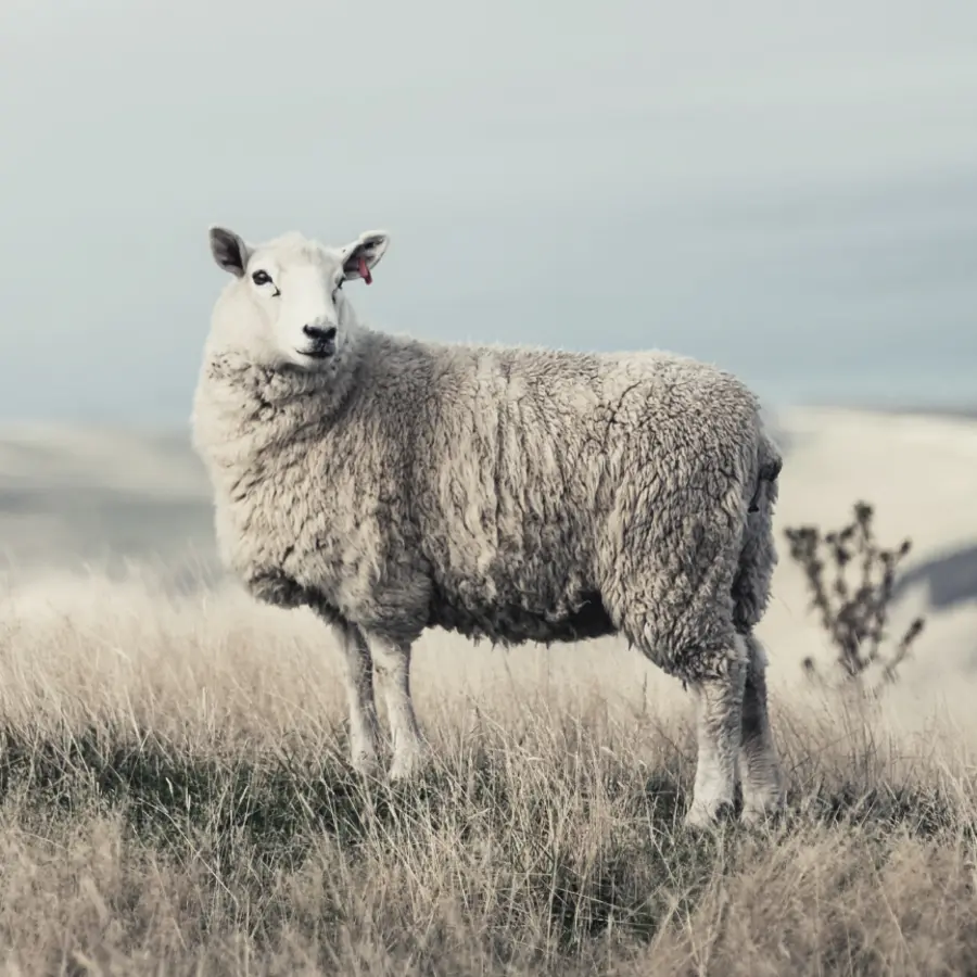 Ako ovce bez pastiera